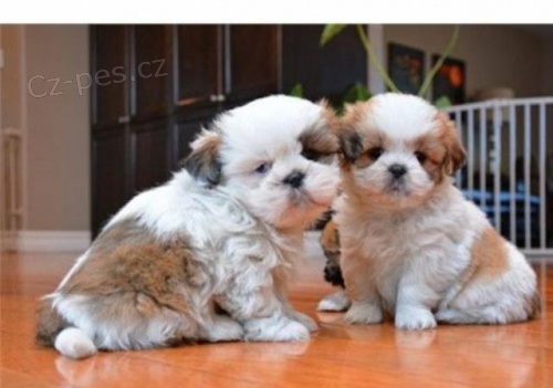 Shih Tzu �t��ata.