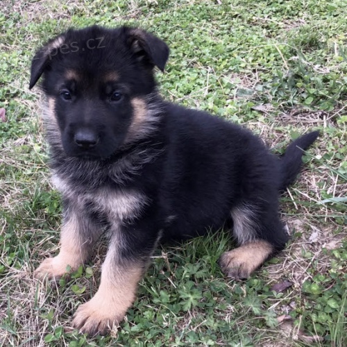 zdrav� a kr�sn� �t��ata n�meck�ho ov��ka k adopci