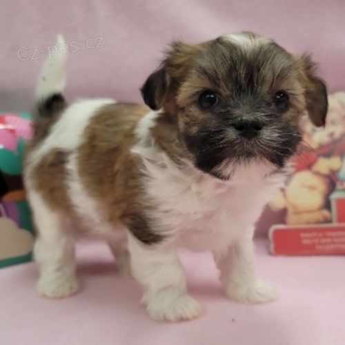 Prod�m kr�sn� mini �t���tka Havanese.