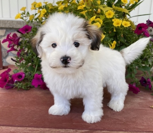 havanese �t��ata k adopci.