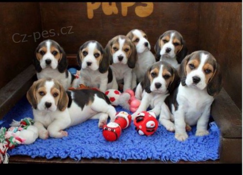 o�kovan� Kr�sn� a rozko�n� �t��ata b�gla na prodej.