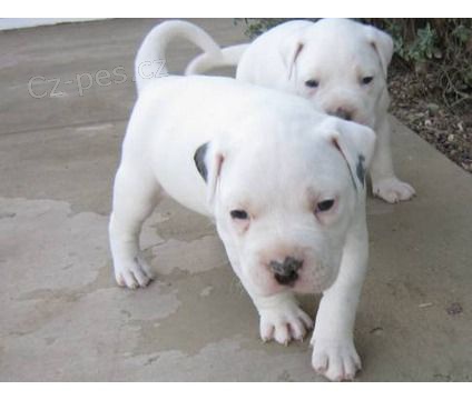 zdrav�, o�kovan� a od�erven� �t��ata americk�ho buldoka k adopci.