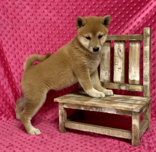 Prod�m o�kovan� �t��ata shiba inu
