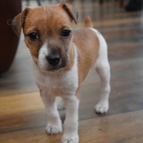 zdrav tata jack russella k adopci