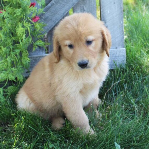 Prod�m ZDRAV� a O�KOVAN� �t��ata zlat�ho retr�vra.