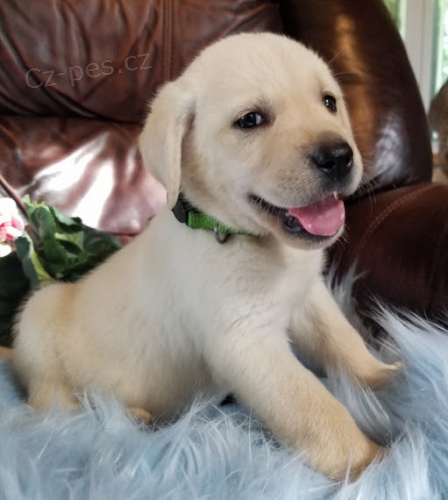 Zdrav� �t���tka labradorsk�ho retr�vra k ADOPCI.