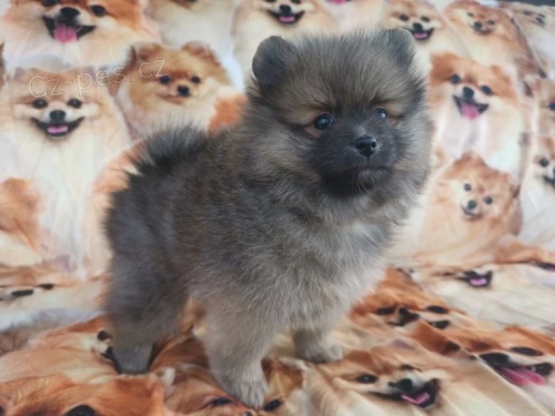 miniaturn� �t��ata pomeranian� na prodej. Jsou o�kovan� a od�erven�.