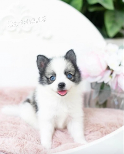 Kr�sn� �t��ata Pomskies na prodej (k��enec sibi�sk� a pomeranian)
