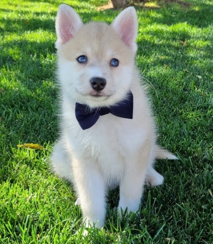 (k��enec sibi�sk� a pomeranian) Kr�sn� �t��ata Pomskies k adopci