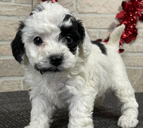 Prod�m kr�sn� o�kovan� �t���tka bi�onkapoo