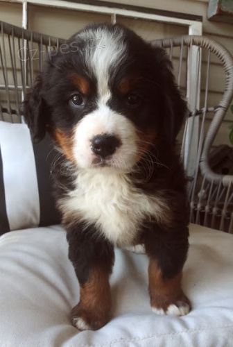 Bernsk� sala�nick� pes �t��ata k adopci. V�echna �t��ata jsou od�erven�, o�kovan� a zdrav�