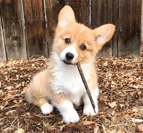 Corgi Pembroke tata.