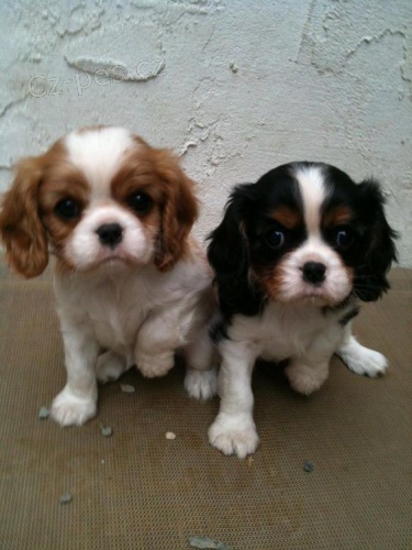 Krsn okovan a oderven tata Kavalr King Charles Spaniel k adopci.