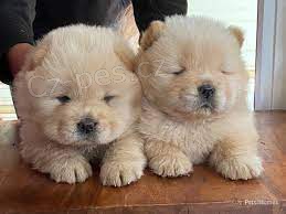 Chow Chow �t��ata.