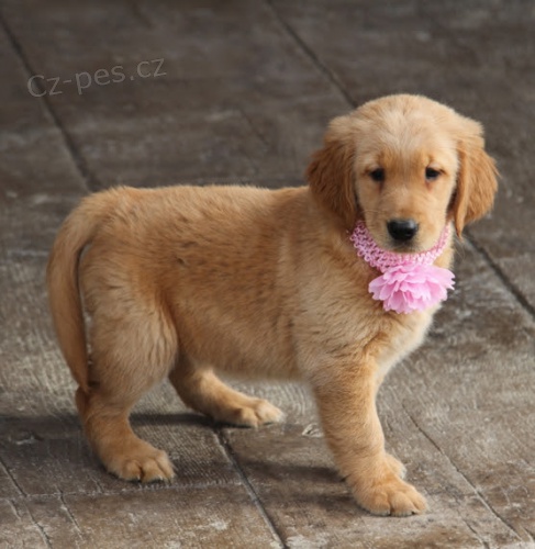 Prod�m ZDRAV� a O�KOVAN� �t��ata zlat�ho retr�vra.