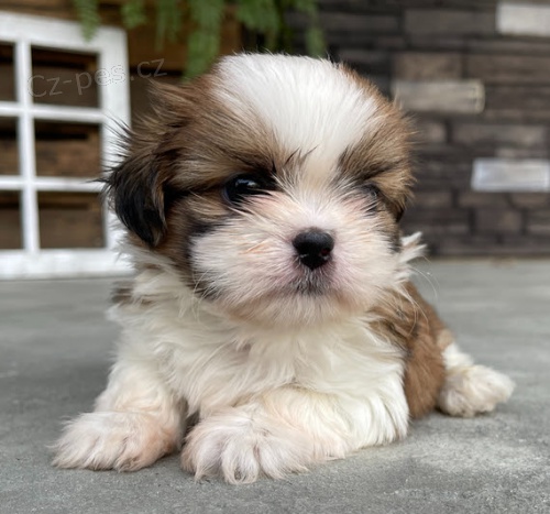 �t��ata SHIH TZU k adopci