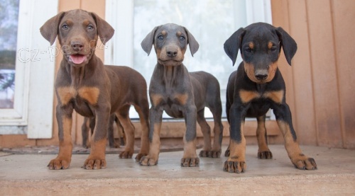 kr�sn� �t��ata dobrmana k adopci