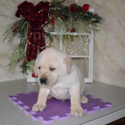 �t��ata labradorsk�ho retr�vra.