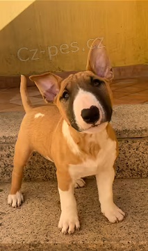 tata Bullterrier k dispozici