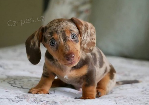 zdrav� �t��ata jezev��k� k adopci