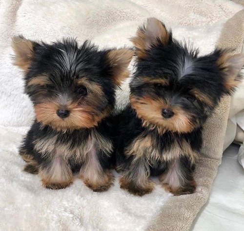 Tiny Yorkie �t��ata.