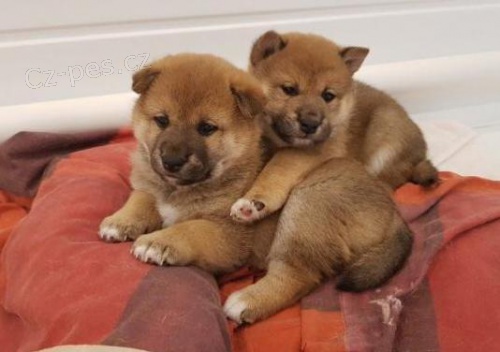 Registrovan� �t��ata Shiba Inu.