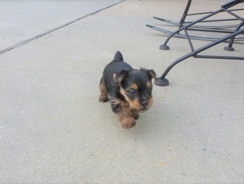 �t��ata Yorkshirsk�ho teri�ra.