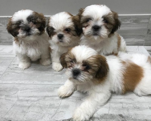Rozko�n� �t��ata Shih Tzu.