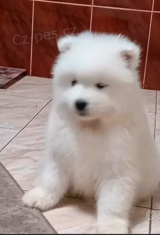 tata Samojed k dispozici