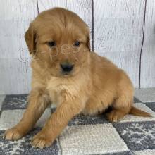 �t��ata zlat�ho retr�vra.