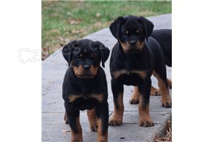�t��ata rottweiler�.
