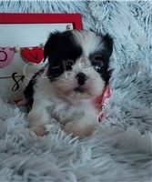 Chytr� shih Tzu �t���tka.