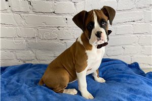 KC Boxer �t��ata.