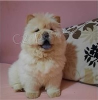 Roztomil� chow chow �t��ata.