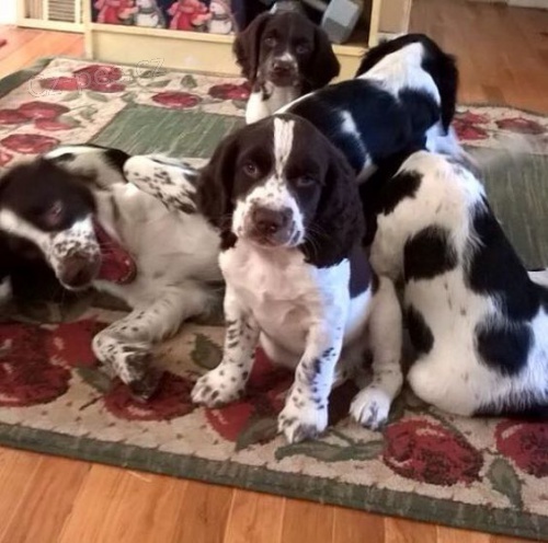 Zdrav� a kr�sn� �t���tka anglick�ho �pringr�pan�la k adopci