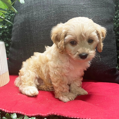 Prod�m zdrav� �t��ata cavapoo.