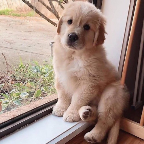 Prod�m ZDRAV� a O�KOVAN� �t��ata zlat�ho retr�vra.