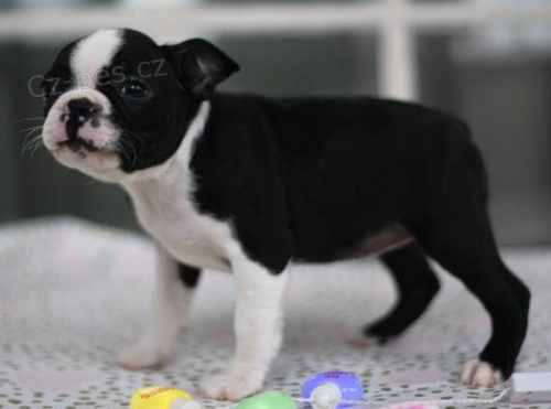 �t���tka bostonsk�ho teri�ra k ADOPCI