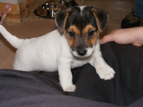 zdrav� �t��ata jack russella k adopci.