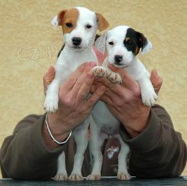�t��ata jack russella k adopci.