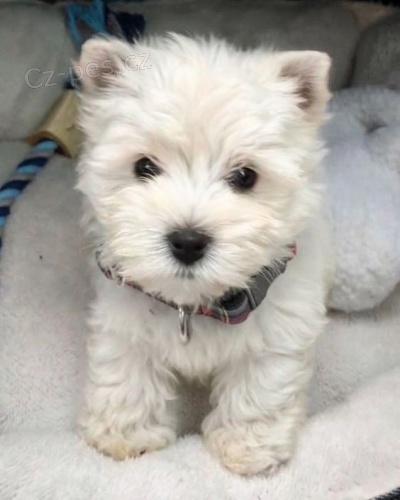 �t��ata West Highland White Terriers k adopci