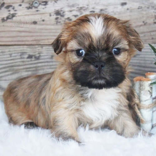 tata SHIH TZU k adopci