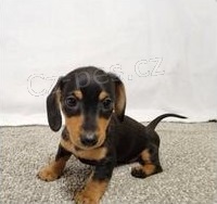 Miniaturn� �t��ata jezev��ka.