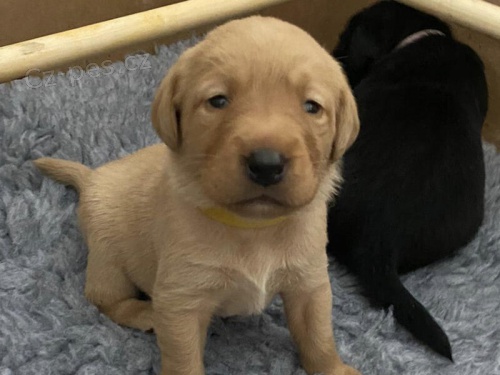 �t��ata �ern�ho a zlat�ho labradora.