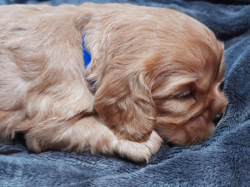 Kaval�r kr�l Charles �pan�l �t��ata.