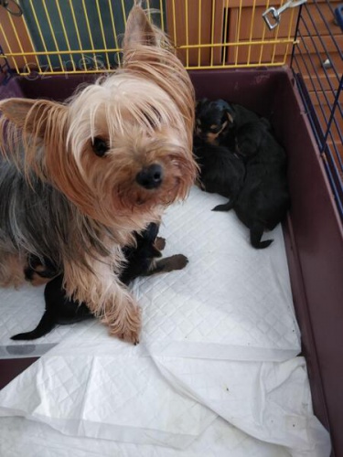 Uv�zl� �t��ata Yorkshirsk�ho teri�ra.