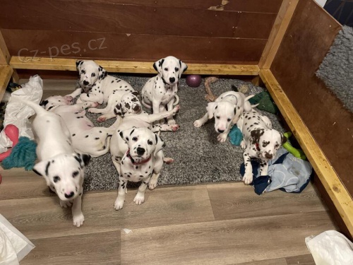 Perfektn� dalmatsk� �t��ata.