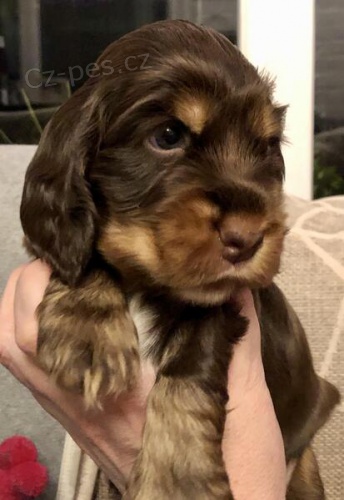 �t��ata kokr�pan�l� �t��ata.