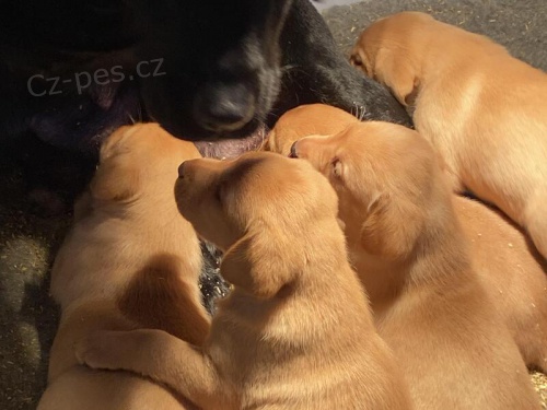 Dv� �t��ata labrador�.