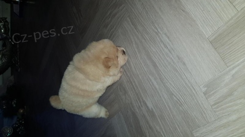 Rodokmen chow chow �t��ata.